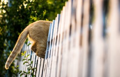 cat-tails