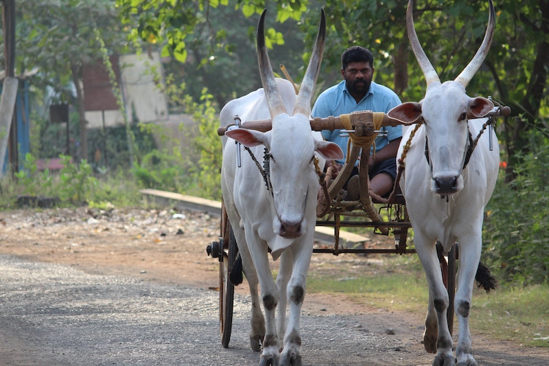 chariot-race