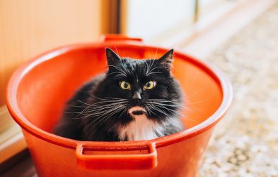 stand-on-the-bucket-2