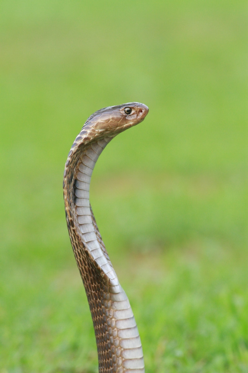 skin-the-snake