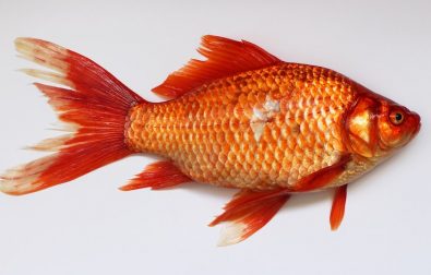 goldfish-gauntlet-the