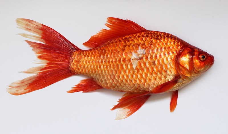 goldfish-gauntlet-the
