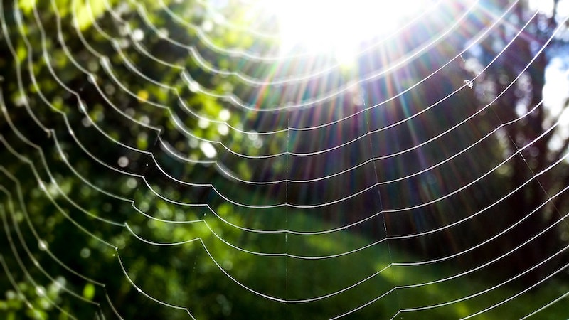 spider-web-2