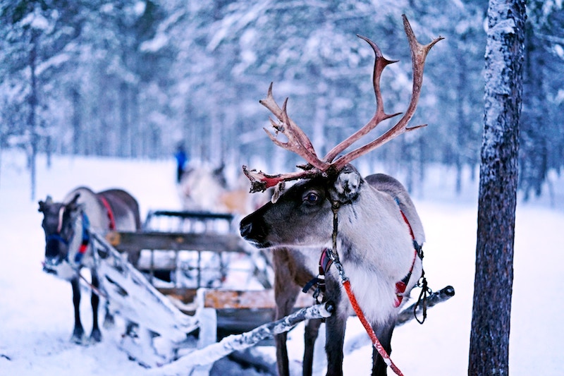 reindeer-round-up